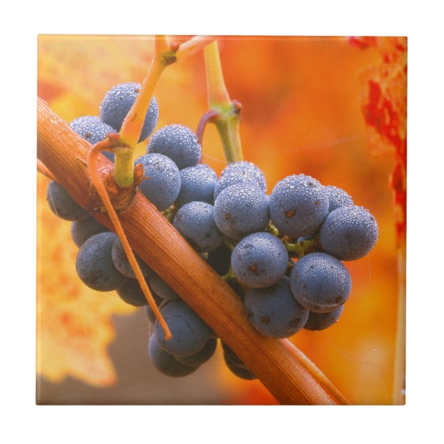 Ripe Grape In Vineyard Tile (Front)