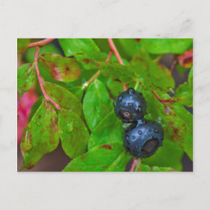 Ripe huckleberries in a light rain postcard