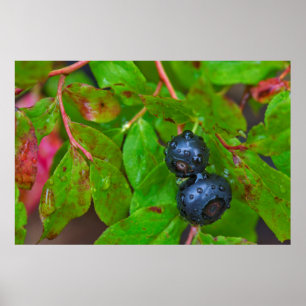 Ripe huckleberries in a light rain poster