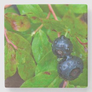 Ripe huckleberries in a light rain stone coaster