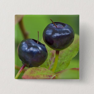 Ripe huckleberries in the Flathead National 2 15 Cm Square Badge