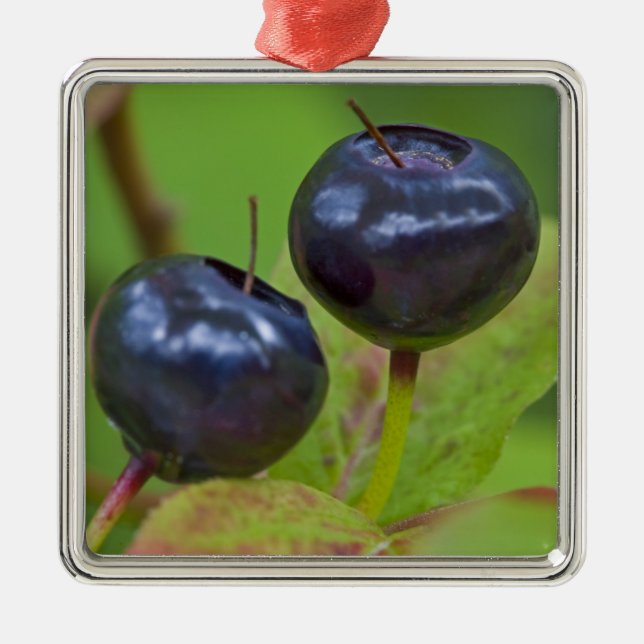 Ripe huckleberries in the Flathead National 2 Metal Tree Decoration (Front)