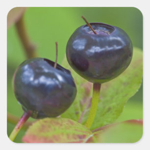 Ripe huckleberries in the Flathead National 2 Square Sticker