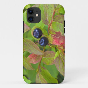 Ripe huckleberries in the Flathead National iPhone 11 Case