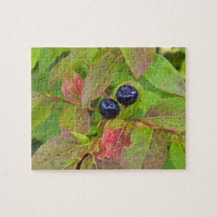 Ripe huckleberries in the Flathead National Jigsaw Puzzle