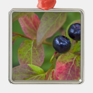 Ripe huckleberries in the Flathead National Metal Tree Decoration
