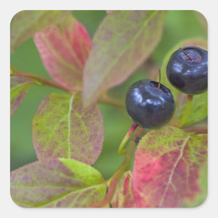 Ripe huckleberries in the Flathead National Square Sticker