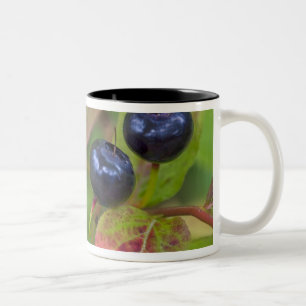 Ripe huckleberries in the Flathead National Two-Tone Coffee Mug