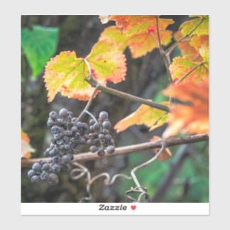 Ripe Isabella grape