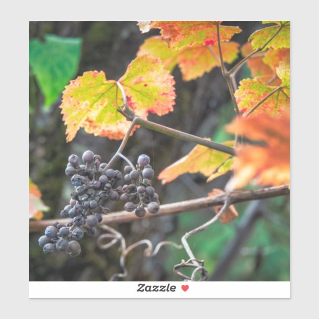 Ripe Isabella grape (Sheet)