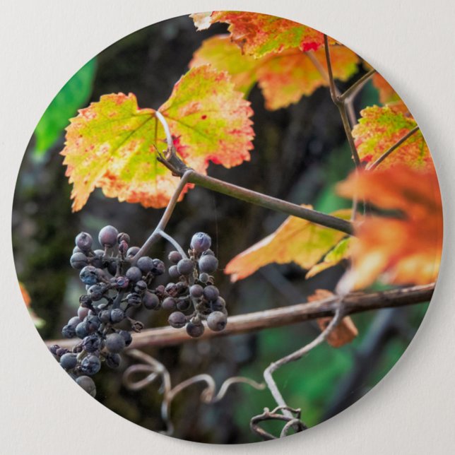 Ripe Isabella grape 6 Cm Round Badge (Front)