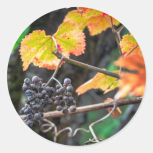 Ripe Isabella grape Classic Round Sticker