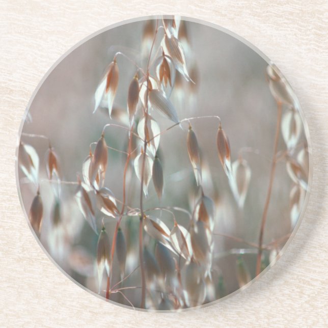 Ripe Oats (Avena Sativa) Close Up. Ceres, Boland Coaster (Front)