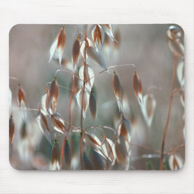 Ripe Oats (Avena Sativa) Close Up. Ceres, Boland Mouse Mat (Front)