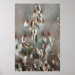 Ripe Oats (Avena Sativa) Close Up. Ceres, Boland Poster