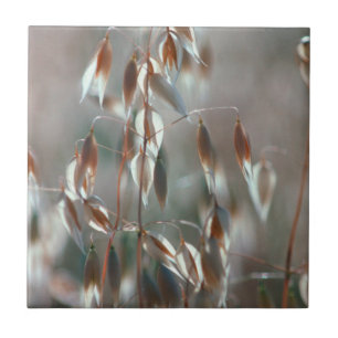 Ripe Oats (Avena Sativa) Close Up. Ceres, Boland Tile