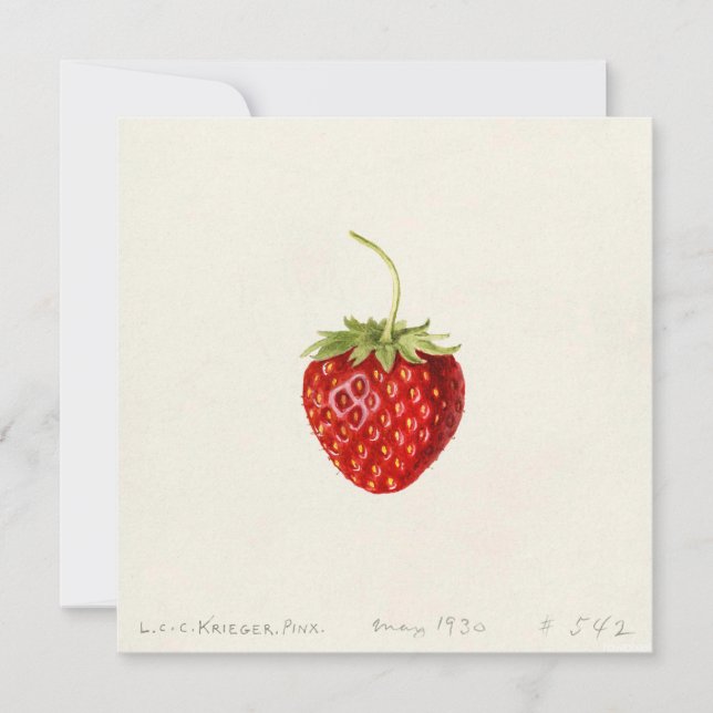 Ripe Red Strawberry (by Louis C.C. Krieger)  Card (Front)