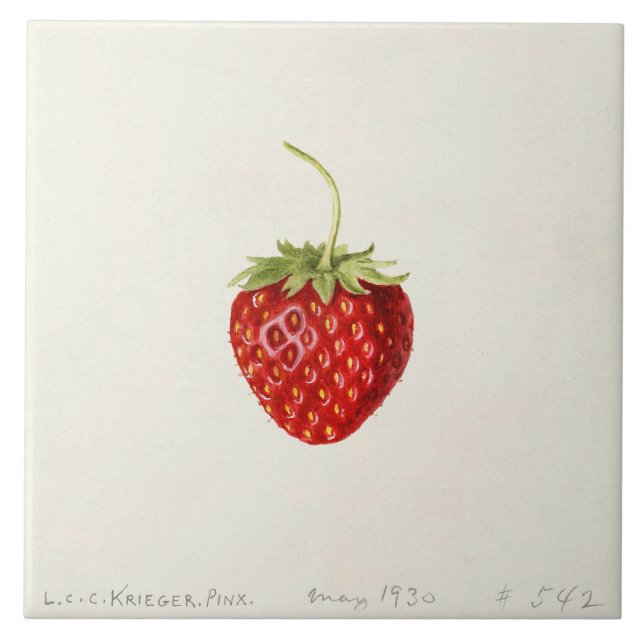 Ripe Red Strawberry (by Louis C.C. Krieger)  Tile (Front)
