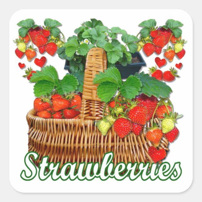Ripe strawberries ~ Square Sticker (Front)
