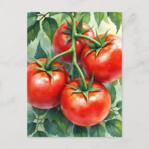 Ripe Tomato Vine Watercolor Fresh Postcard
