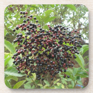 Ripening Elderberries Cork Coaster