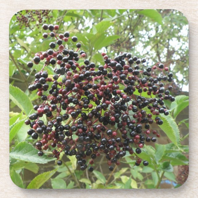 Ripening Elderberries Cork Coaster (Front)