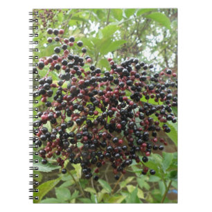 Ripening Elderberries Notebook