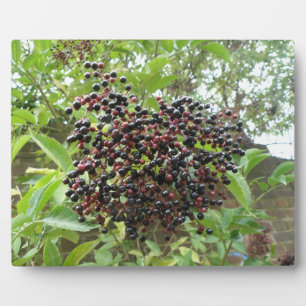 Ripening Elderberries Plaque