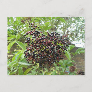 Ripening Elderberries Postcard