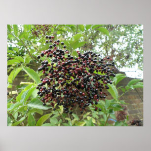 Ripening Elderberries Print