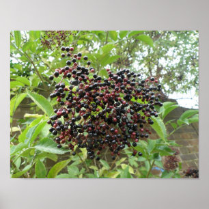 Ripening Elderberries Print