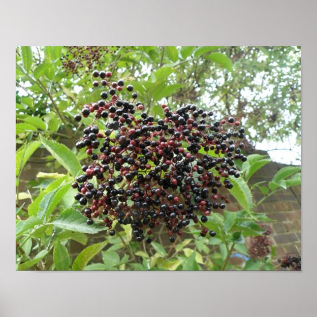 Ripening Elderberries Print (Front)