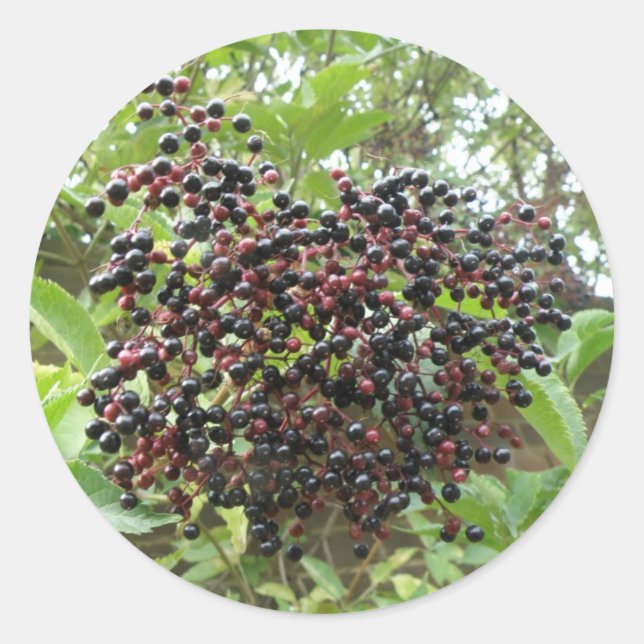 Ripening Elderberries Stickers (Front)
