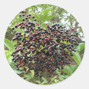 Ripening Elderberries Stickers