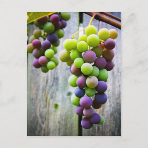 Ripening Grapes Postcard