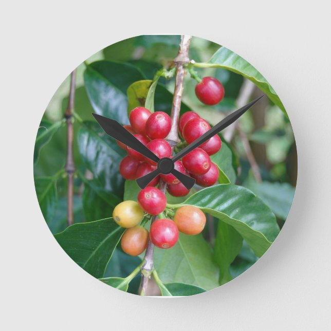 Ripening Kona Coffee Cherries, Hawaii Round Clock (Front)