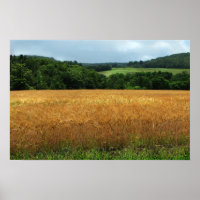 Ripening Wheat