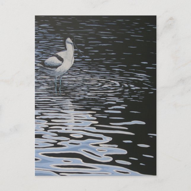Ripples and a Avocet in contrast Postcard (Front)