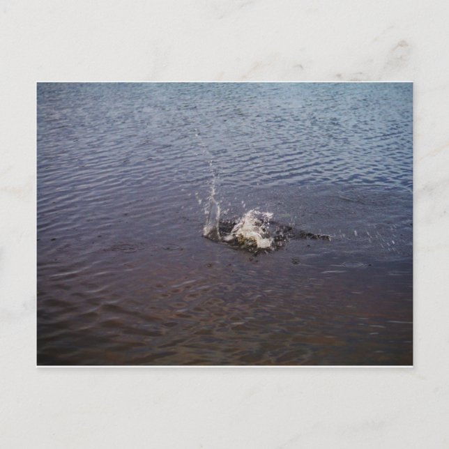 Ripples in a lake, from a fish jumping postcard (Front)