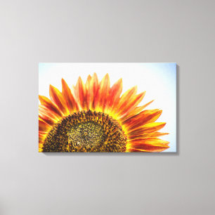 Rising Sunflower Canvas Print