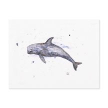 Risso Dolphin Illustration