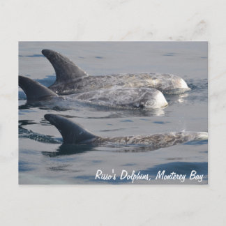 Risso's Dolphins Postcard