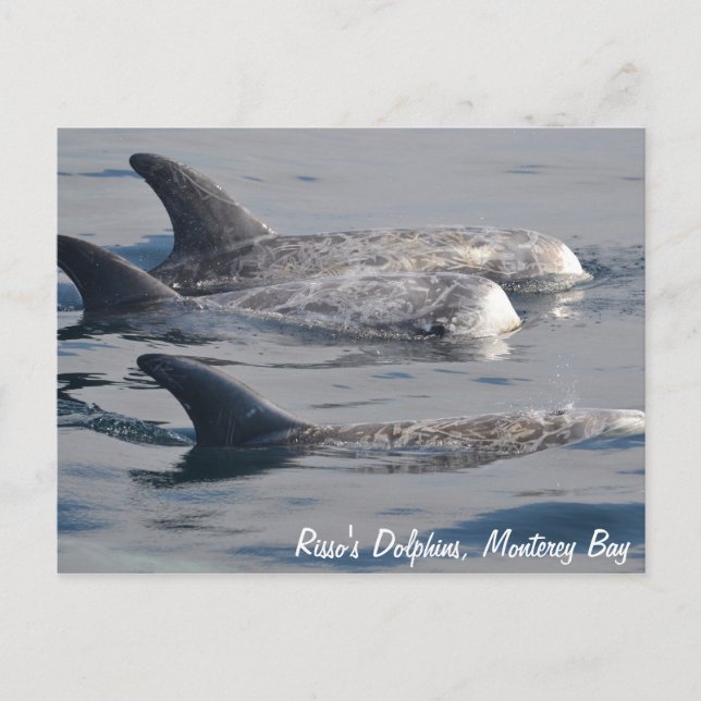 Risso's Dolphins Postcard (Front)