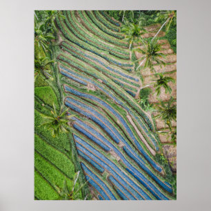 River between coconut trees painting poster