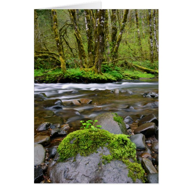 River in green forest, Oregon (Front)