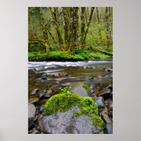 River in green forest, Oregon