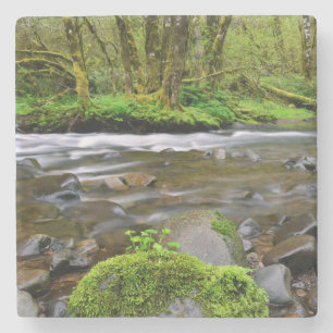 River in green forest, Oregon Stone Coaster