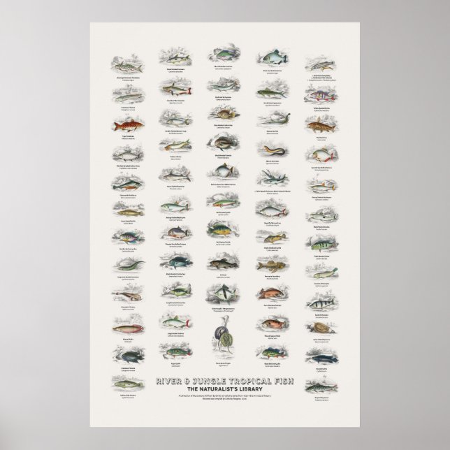 River & Jungle Tropical Fish-Naturalist's Library Poster (Front)