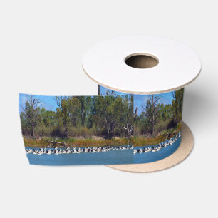 "River Murray's Fishermen: A Pelican Gathering" Satin Ribbon