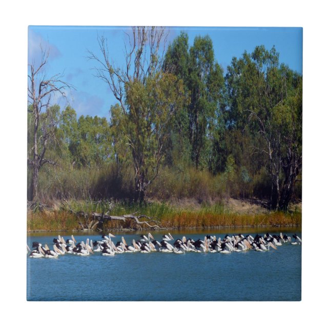 "River Murray's Fishermen: A Pelican Gathering" Tile (Front)